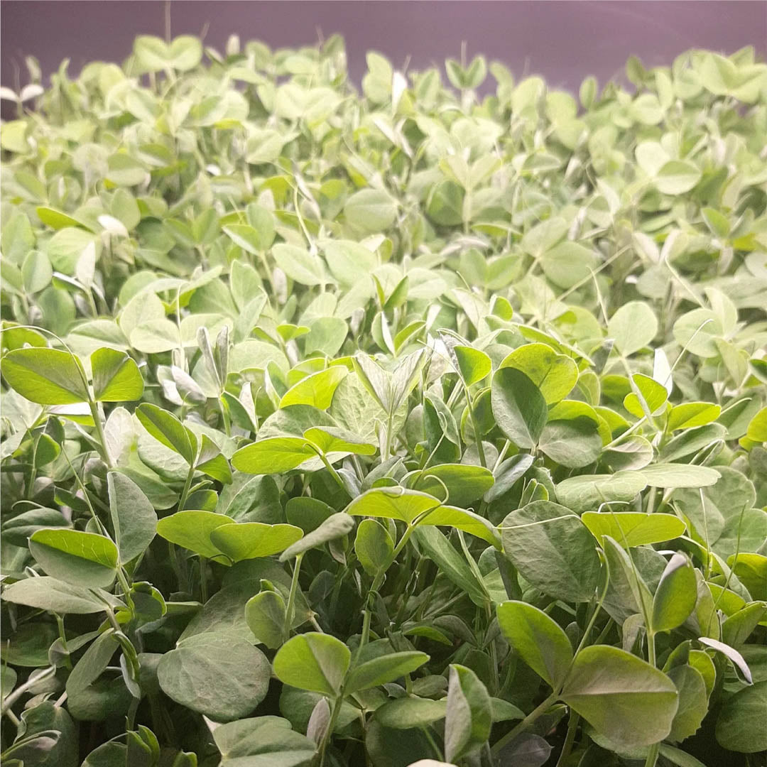 Dun Pea Shoots 4oz