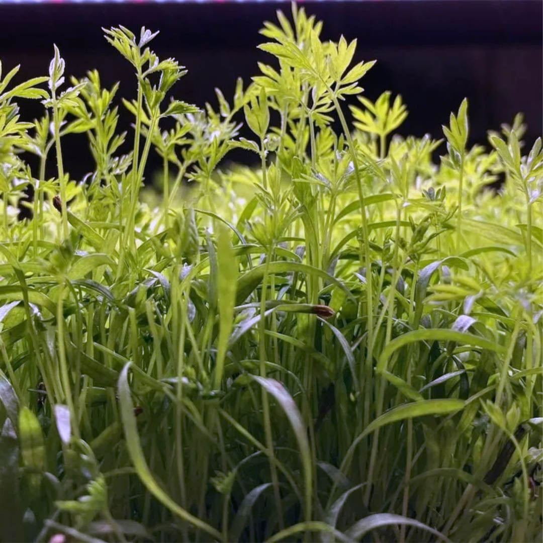 Mountain Valley Carrot 4 oz.