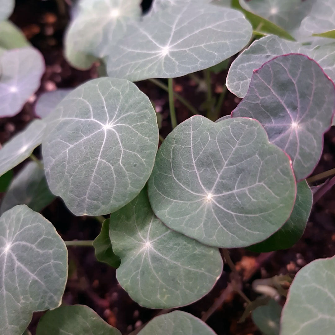 nasturtium