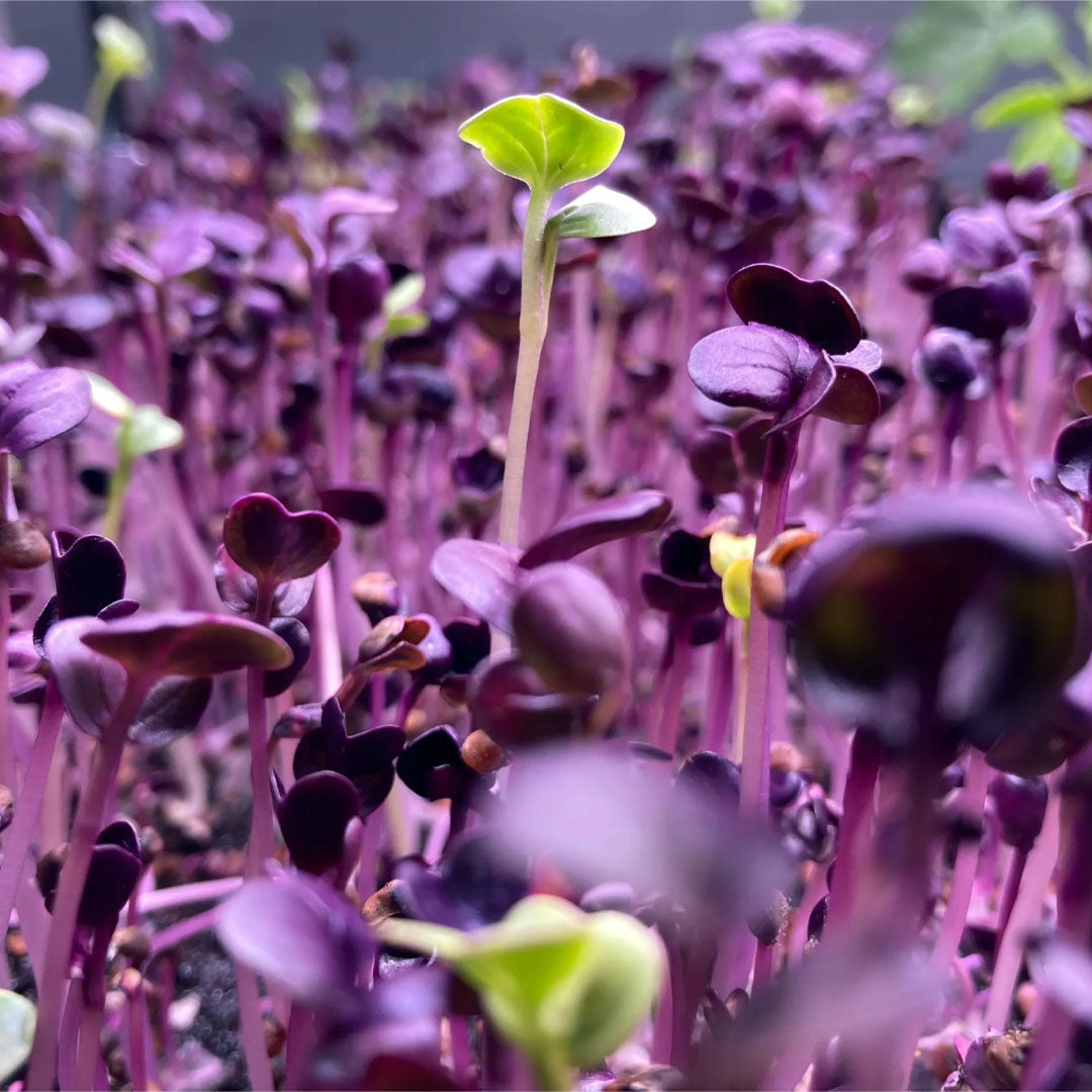 Rambo Purple Radish 4 oz.