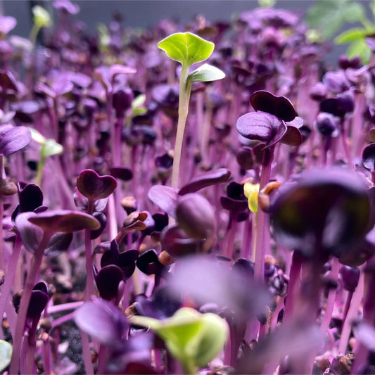 Rambo Purple Radish 4 oz.