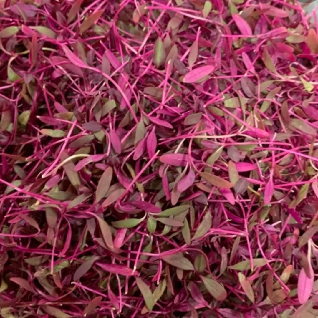 Red Garnet Amaranth 4 oz.
