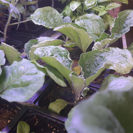 Black Beauty Eggplant Plant 19.3oz.
